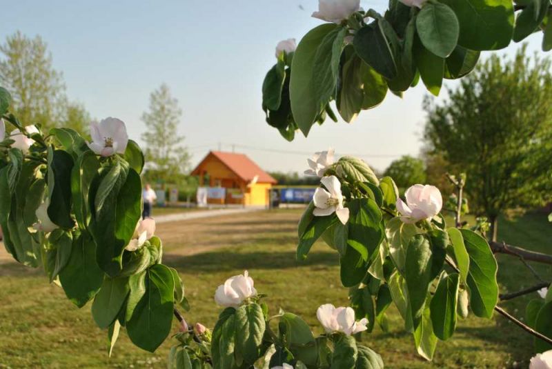 Klikni za ogled večje slike